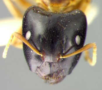 Media type: image; Entomology 21550   Aspect: head frontal view